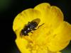 Eumerus sp.